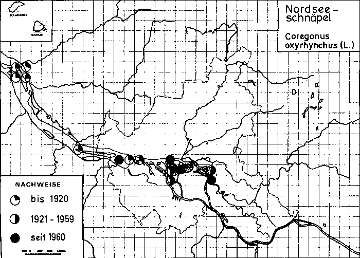 Artenschutzprogramm: Schnpel